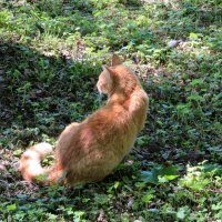 Рыжий :: rimgis Рыжий :: rimgis