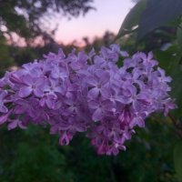 Сирень :: Сапсан 