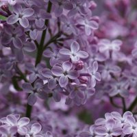Сиреневое время :: Наталия Григорьева Сиреневое время :: Наталия Григорьева