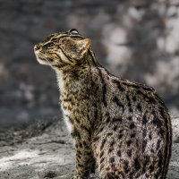 Виверрова кошка :: SanSan 