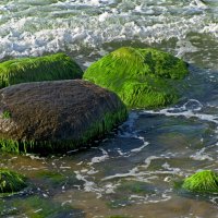 Водоросли на камнях :: Сергей Карачин Водоросли на камнях :: Сергей Карачин