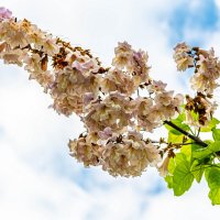 *** :: Дмитрий Лупандин *** :: Дмитрий Лупандин