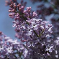 Сирень :: Наталия Григорьева Сирень :: Наталия Григорьева