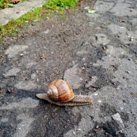 Жизнь :: Анатолий Жарский