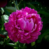 пион :: Aleksandr . пион :: Aleksandr .