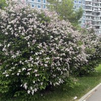 Венгерская сирень :: Олег 