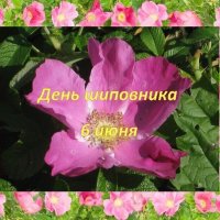 6 июня. ДЕНЬ ШИПОВНИКА :: Дмитрий Никитин