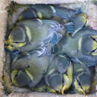 лазоревки (лат. Cyanistes caeruleus) :: краснов юрий 