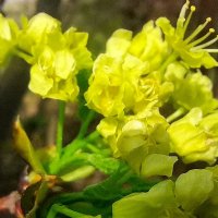 клен цветущий :: Евгения Куприянова