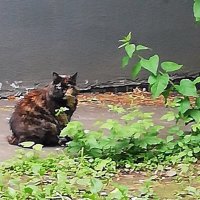 Встреча у дома :: Ольга Довженко