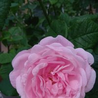 июнь :: Елена Шаламова