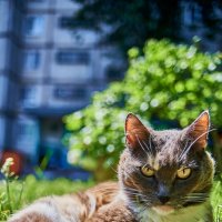 Нюшка :: Александр Леонов