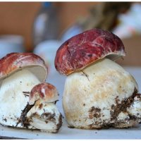 Дружная семейка. :: Михаил К