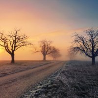 misty morning :: Elena Wymann