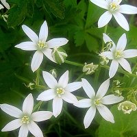 Звезды лета :: Елена Семигина Звезды лета :: Елена Семигина