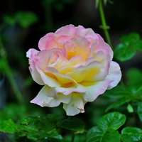 Роза :: Vladimir Lisunov Роза :: Vladimir Lisunov