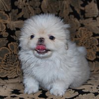 щенок :: nataly-teplyakov