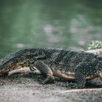 Водные вараны в парке Лумпини в Бангкоке :: Дмитрий Водные вараны в парке Лумпини в Бангкоке :: Дмитрий