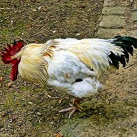 петушок :: Александр Корчемный