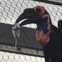 Кафрский рогатый ворон с добычей :: <<< Наташа >>>