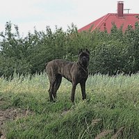 большой комок мышц :: Елена Шаламова большой комок мышц :: Елена Шаламова