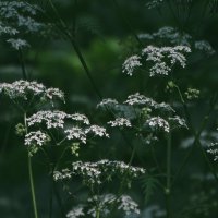 Болиголов, он же сныть,он же купырь и т.д. :: Елена Макарова Болиголов, он же сныть,он же купырь и т.д. :: Елена Макарова