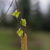 Весна :: Татьяна Гузева