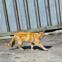 Обходит владенья свои :: Мария - Maria
