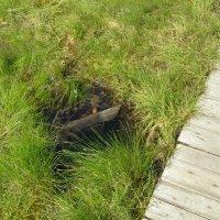 Омут сбоку от тропинки :: Анна Воробьева Омут сбоку от тропинки :: Анна Воробьева