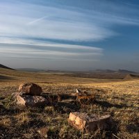 В утреннем свете :: Сергей Герасимов