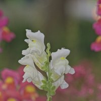 Antirrhinum majus :: Giant Tao /