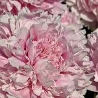 Пионовые страсти :: Pippa 