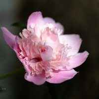Розовый пион :: Александр Синдерёв