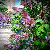 Сирень. :: Владимир Драгунский