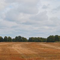 нивы сжаты :: nataly-teplyakov 
