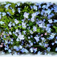 Незабудки :: Лия ☼