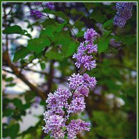 Веточка сирени :: Владимир Кроливец