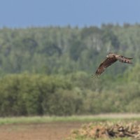черный коршун. :: юрий макаров черный коршун. :: юрий макаров
