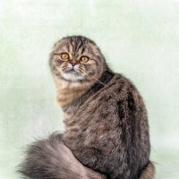 ... :: Светлана Ищенко