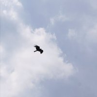 Коршун в небе :: Наталия Григорьева