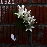 119 :: Василий Палий