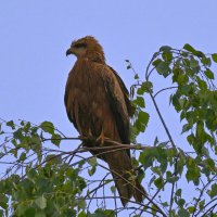 черный коршун :: Николай Соколухин черный коршун :: Николай Соколухин