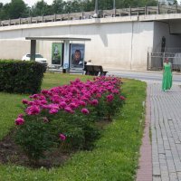 Аллея пионов :: marmorozov Морозова