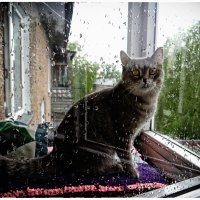 Raining cats, no dogs :: Maria Rainer Raining cats, no dogs :: Maria Rainer