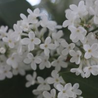 Белая Сирень :: Алёна Писарева