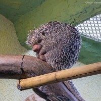 Orientarium ZOO Łódź :: Светлана Ищенко