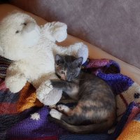 Масяня загрустила. :: Татьяна Помогалова Масяня загрустила. :: Татьяна Помогалова