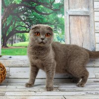 ... :: Светлана Ищенко