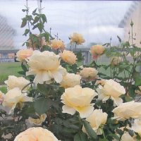 Такие разные... :: Ольга Такие разные... :: Ольга