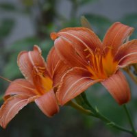 Лилейник :: Надежда Куркина 